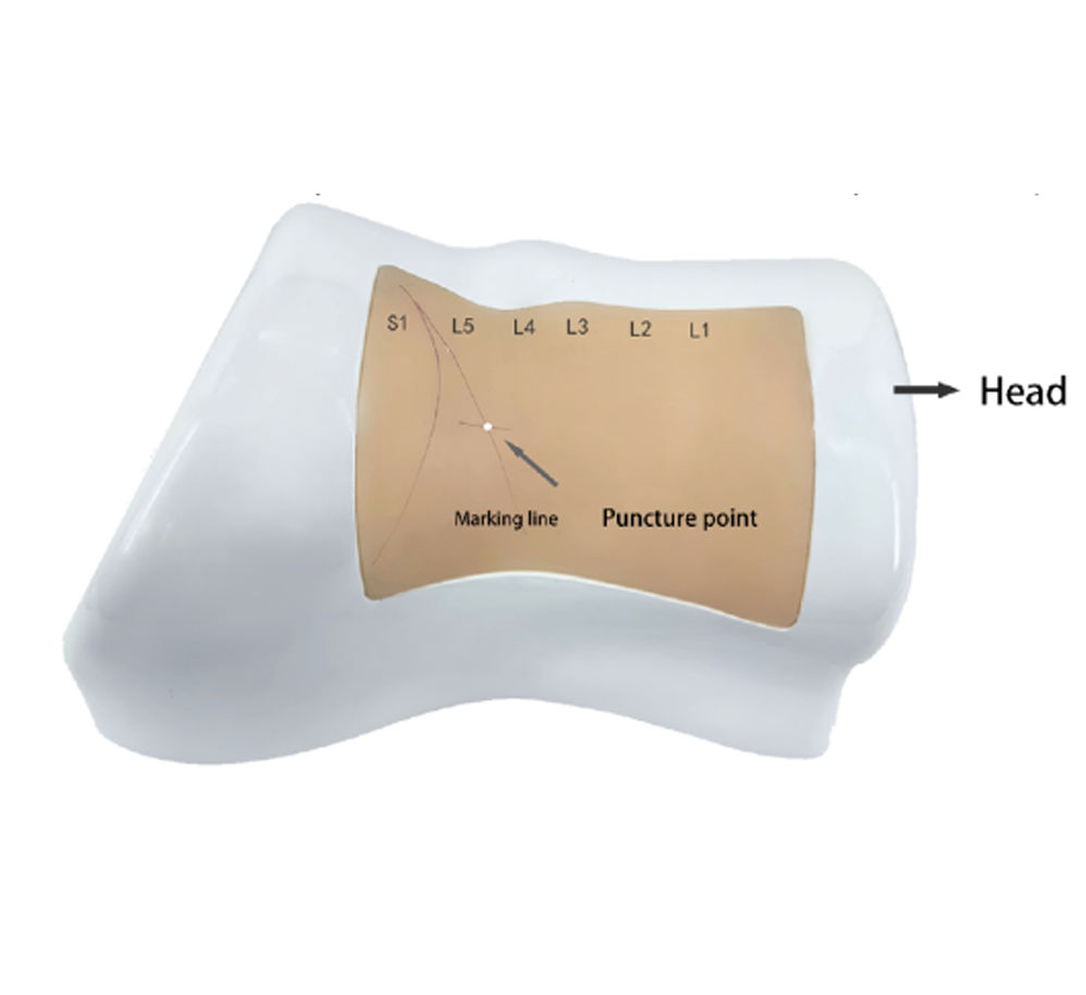 Lumbar model (right side lying)HFM-8987